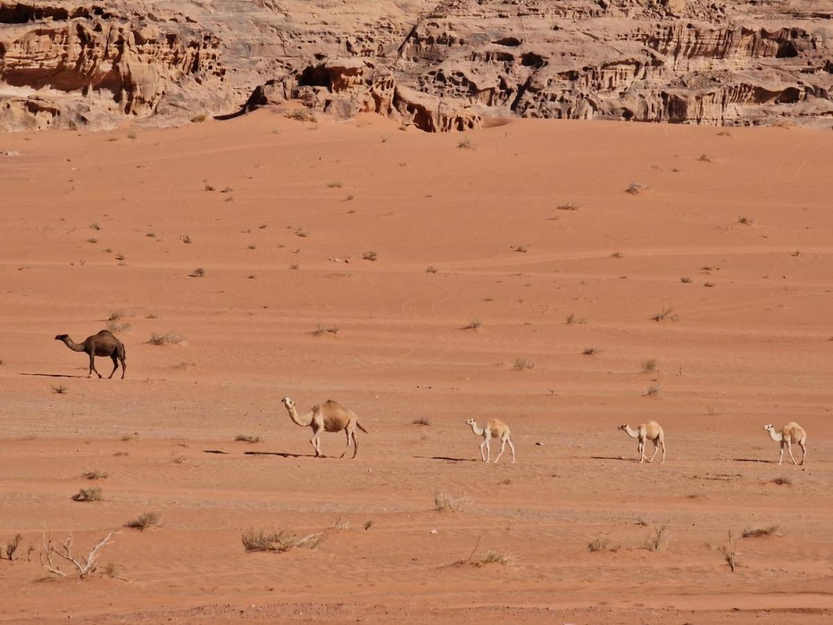 Wadi Rum Story Eksteriør bilde